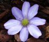 Hepatica japonica M...